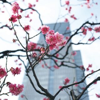 日本橋三越本店の屋上の梅と日本橋三井タワーの写真を見る