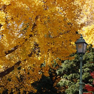 浜町公園の紅葉の写真を見る