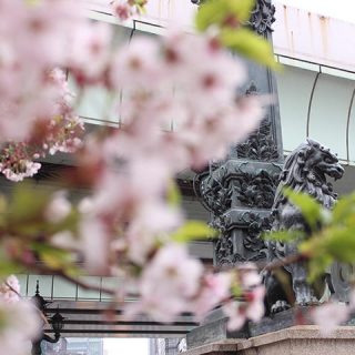 日本橋の獅子像と桜の写真を見る