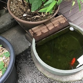 人形町で見かけた金魚の水槽の写真を見る