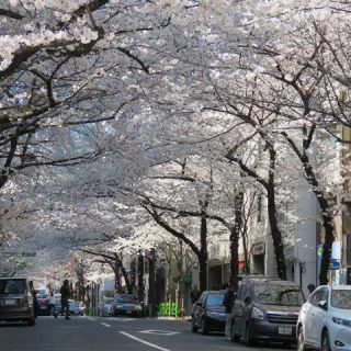 茅場町の桜並木の写真を見る