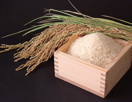 新潟を代表する特産のお米