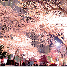 東京・日本橋　春の桜